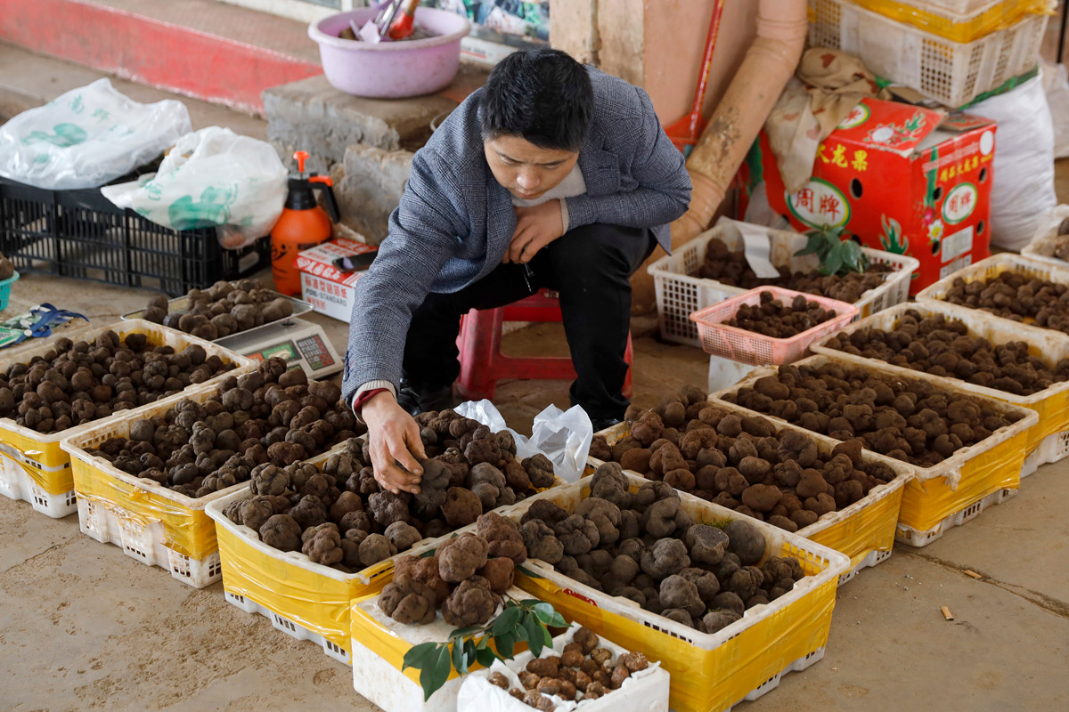 A vendor sorts truffles in Kunming, Yunnan province, April 2022. Yang Zheng/VCG