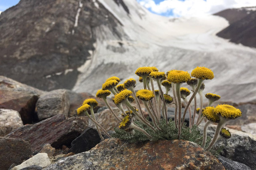 A rare patch of flora is seen near Urumqi Glacier No. 1 in the Tianshan Mountains, Xinjiang Uyghur Autonomous Region, July 3, 2017. Zhao Meng for Sixth Tone