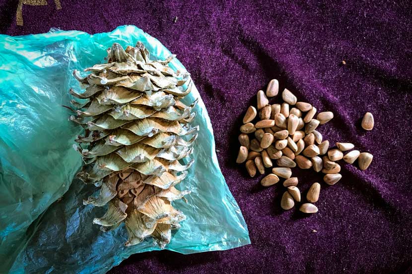 A pinecone and pine nuts are displayed in Lushuihe Village, Fusong County, Jilin province, October 2017. Shen Wendi for Sixth Tone