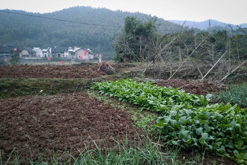 The vegetable field that Xiong Wumei’s family tends in Yanchong Village, Hunan province, Nov. 14, 2017. Zhang Xiaolian for Sixth Tone