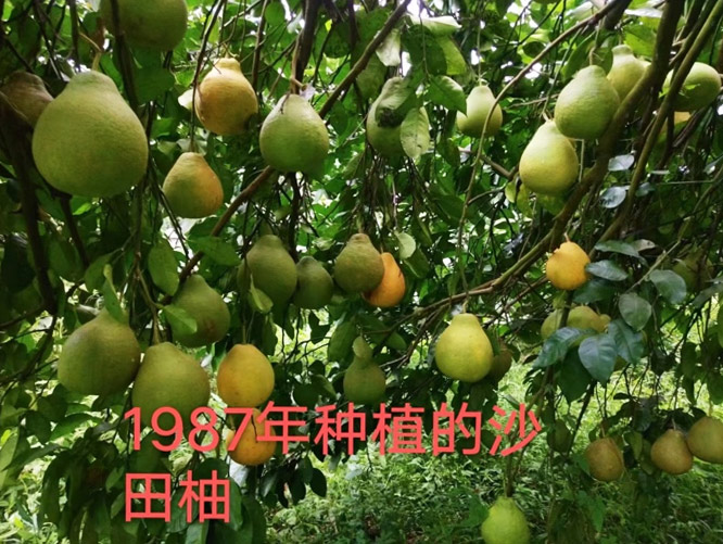 Wei Guanghai’s Shatian pomelos, planted in 1987. Courtesy of Wang Hao