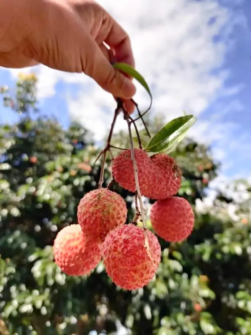 A healthy lychee fruit grown on Yinlin Farm. Courtesy of Wang Hao