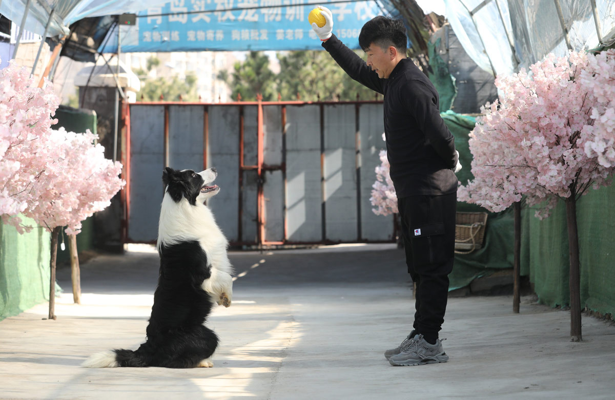 A dog attends a training session at a school in Qingdao, Shandong province, 2021. He Yi/VCG<br/>2021