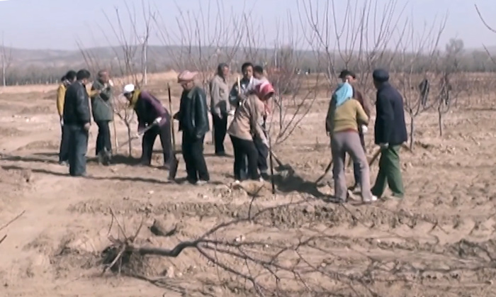 People plant trees in Datong, Shanxi province, 1990s. Courtesy of the interviewee