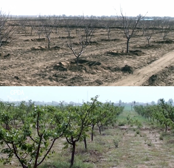 Trees planted by Takami Kunio and others. Courtesy of the interviewee
