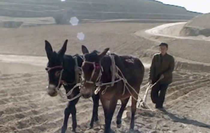 A farmer uses donkeys to plough land in rural Datong, Shanxi province, 1990s. Courtesy of the interviewee