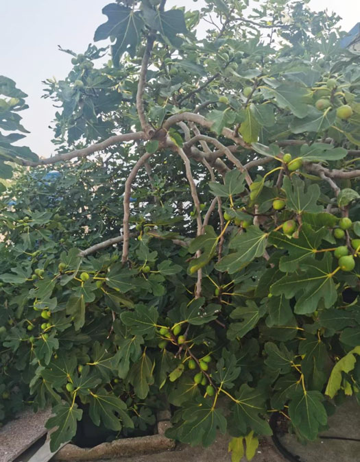 The fig trees Jiang Wenkai planted. Courtesy of Jiang Wenkai