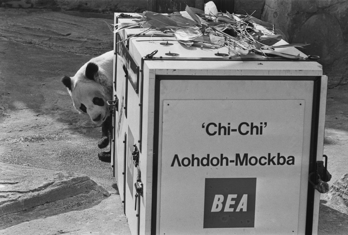 Chi-Chi prepares to fly to the Soviet Union for a mating attempt with An’an, the giant panda belonging to the Moscow Zoo, March 1966. Express/Hulton Archive via VCG