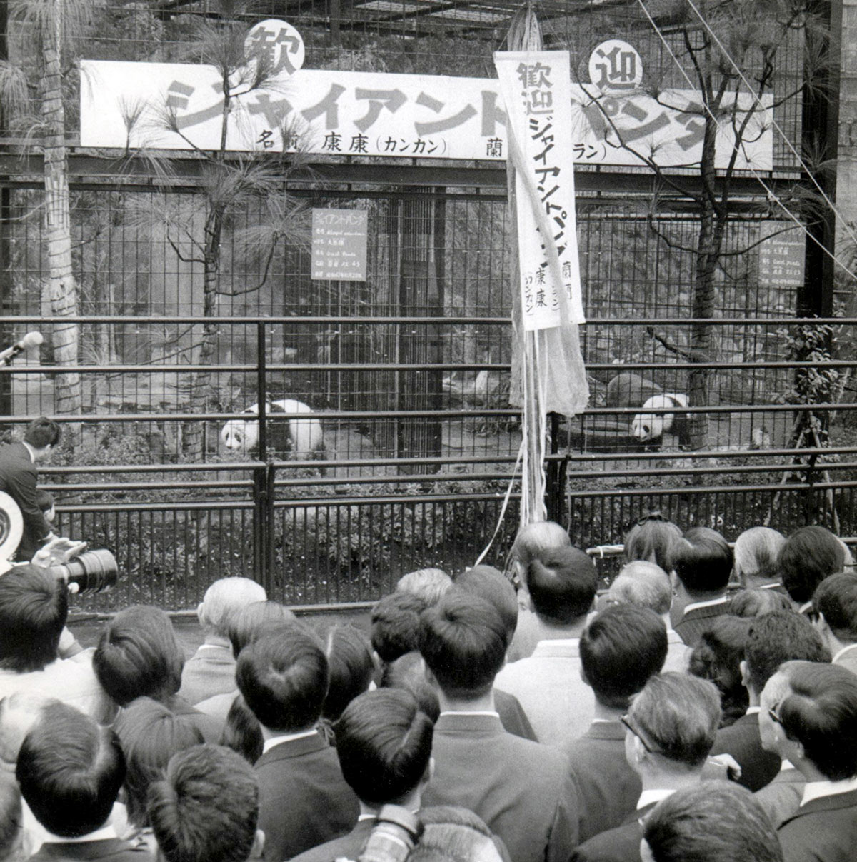 People gather to see Lan-Lan and Kang-Kang at the Ueno Zoo, Tokyo, Japan, Nov. 5, 1972. Sankei Archive/Getty Images via VCG