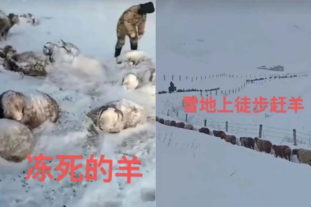 Left: A screenshot shows sheep stuck in a frozen river; right: A herder transfers sheep in Altay Prefecture, Xinjiang Uyghur Autonomous Region, 2022. From Weibo