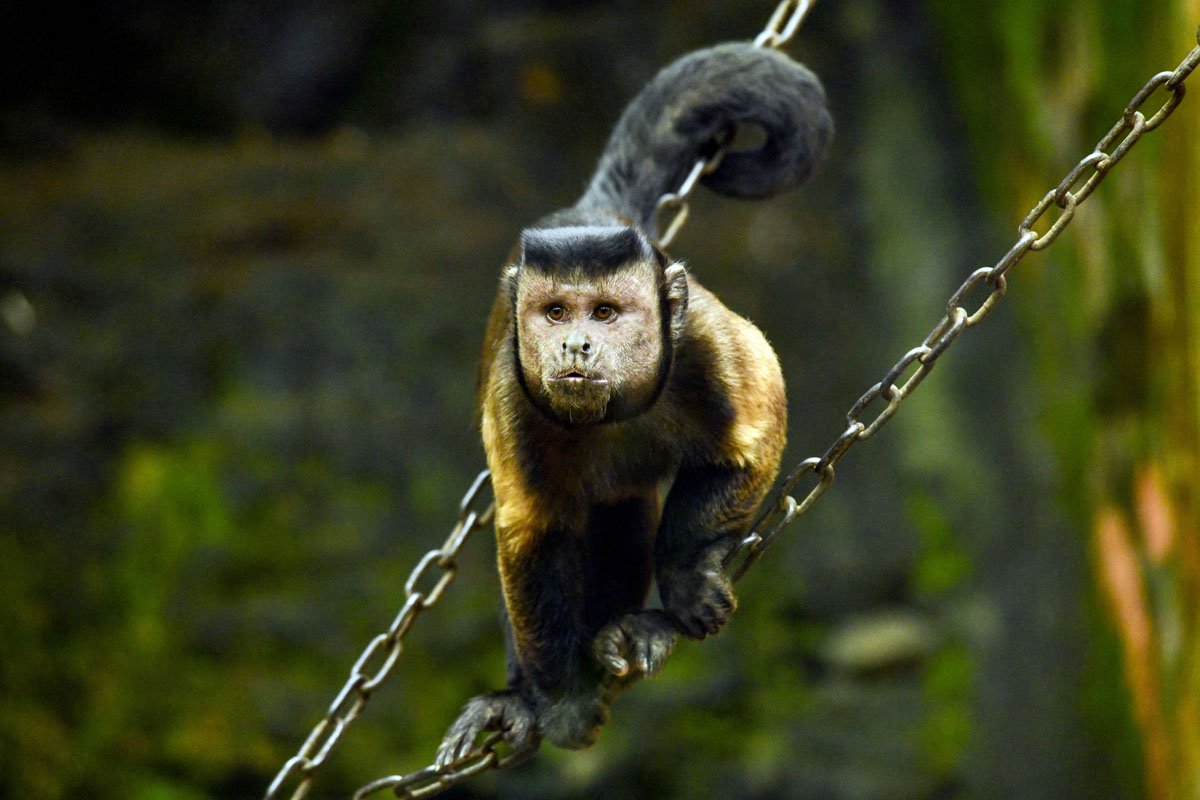 A photo of a black-capped capuchin at Huju Zoo, Zhejiang province, May 16, 2022. The monkey went viral due its human-like features. VCG