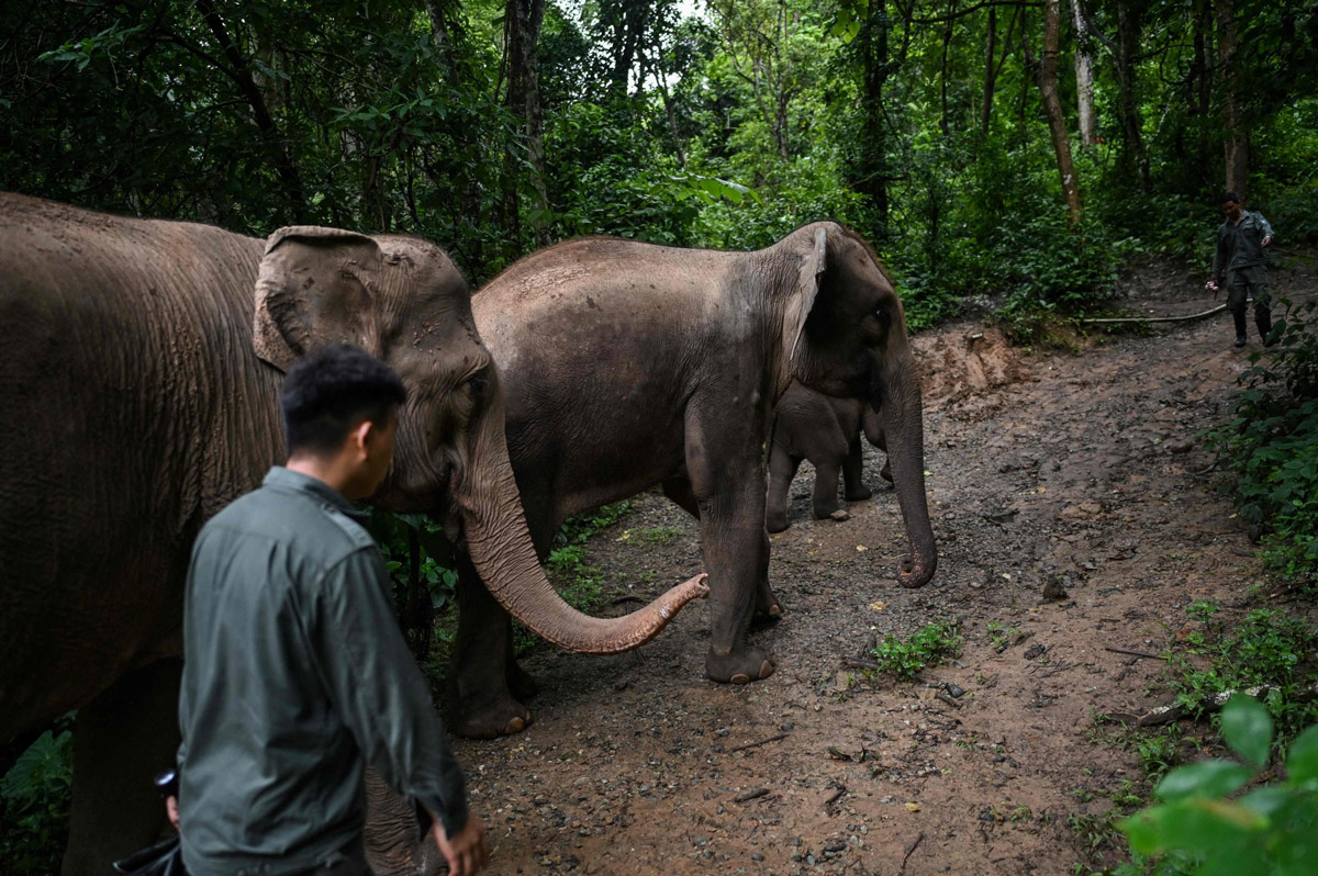 Conservation workers take a group of elephants into the forest to eat at the Asian Elephant Breeding and Rescue Centre in Xishuangbanna, Yunnan province, July 20, 2021. Hector Retamal/AFP via VCG
