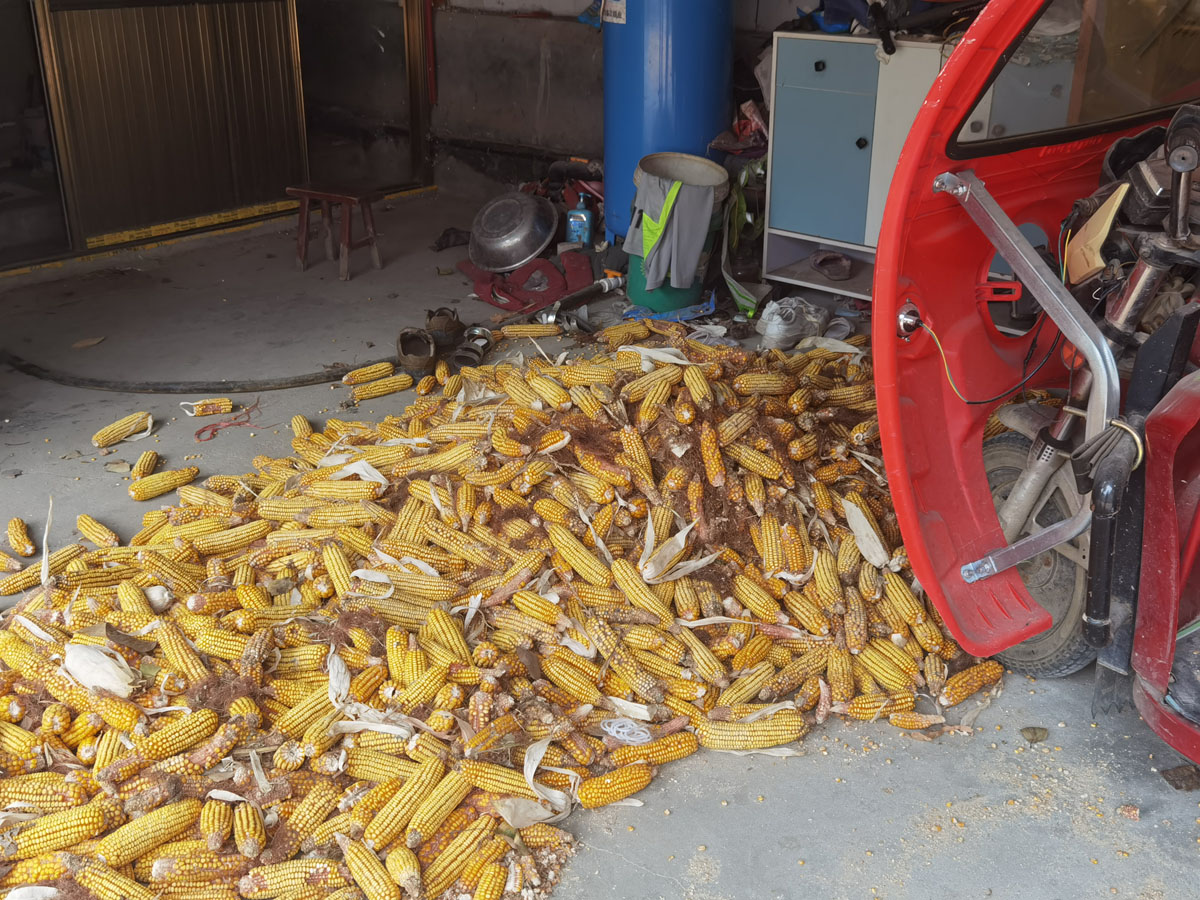 Corn is dried in Xu Hai’s yard, 2022. Xianwei Story
