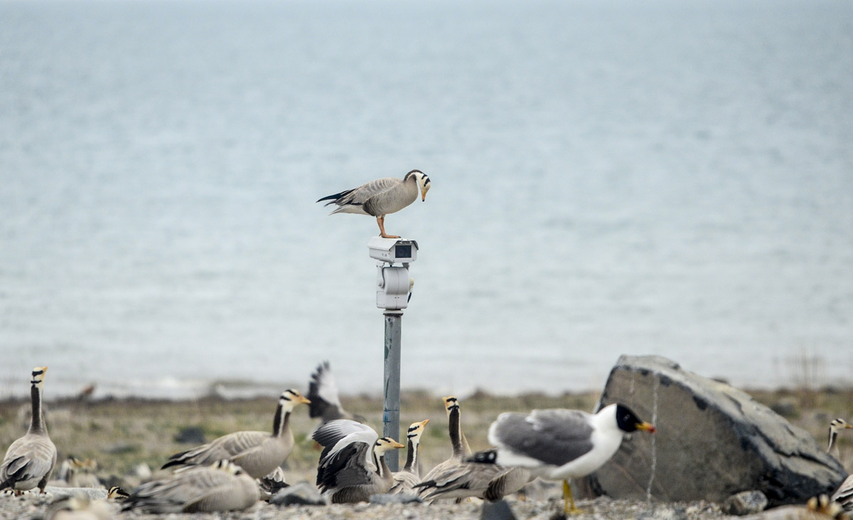 A bird stands on a surveillance camera by Qinghai Lake, Qinghai province, 2017. Li Feng/VCG