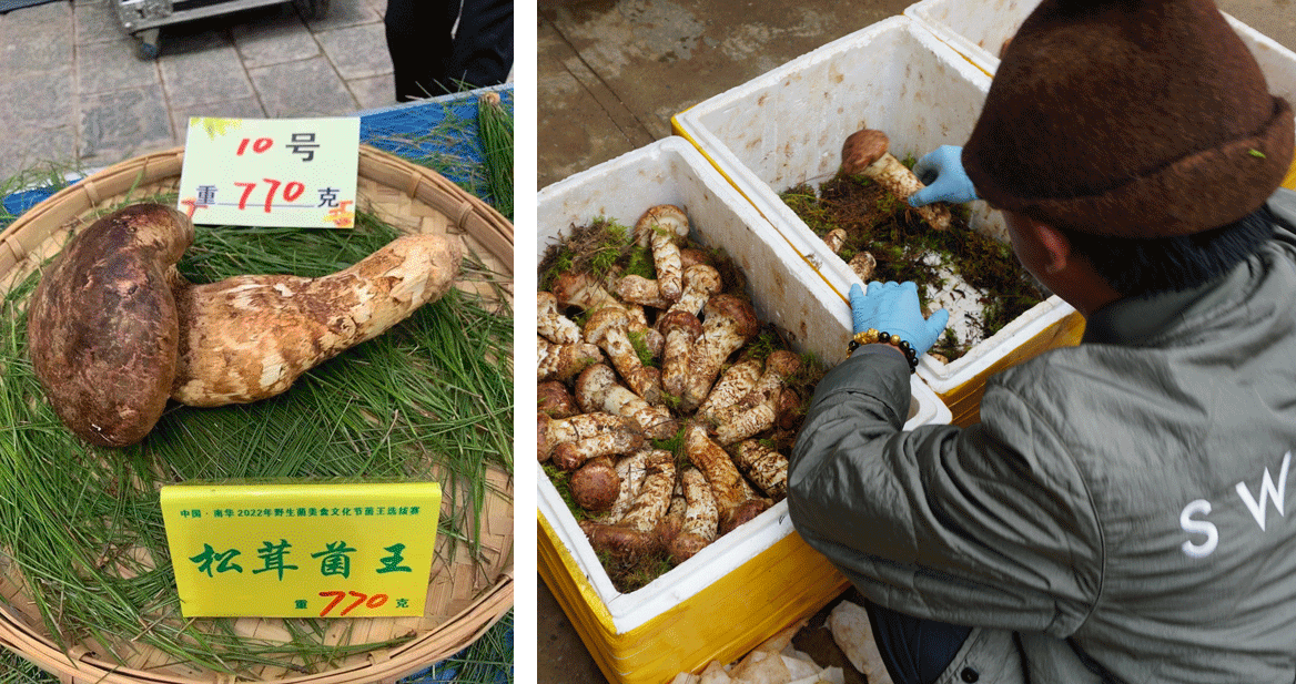 A mushroom vendor (right) and a 770-gram matsutake on display. Courtesy of Li Ruijun