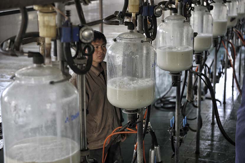 A worker checks milking machines at a farm that owns 150 cows in Zhoushan, Zhejiang province, 2011. Ni Guang/VCG