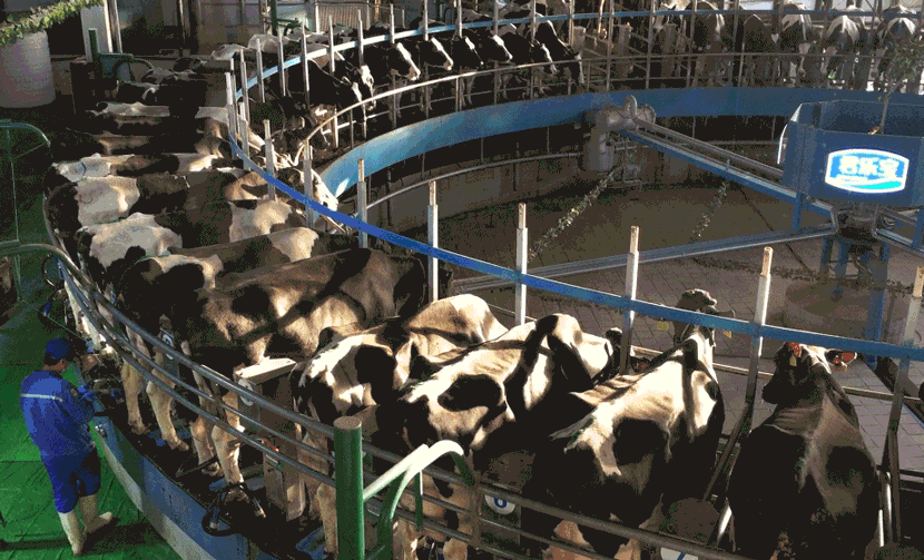 Cows are rotated on a carousel for milking at Junlebao Dairy Industrial Tourism Park, Shijiazhuang, Hebei province, Nov. 14, 2017. Colum Murphy/Sixth Tone