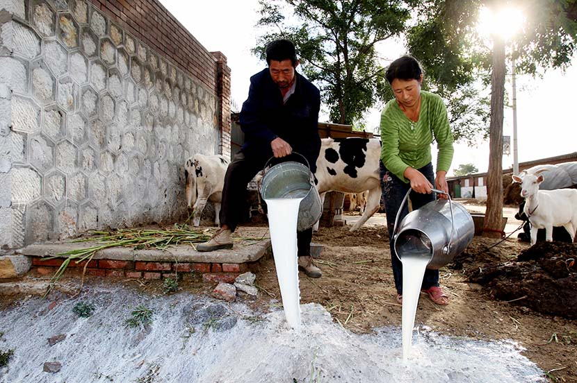 A couple pours out milk rejected by milk collecting stations in Luan County, Hebei province, Sept. 23, 2008. Farmers in Hebei lost tens of thousands of yuan a day on cattle feed when much of the dairy industry was brought to a halt after the 2008 milk scandal. Guo Tieliu/VCG