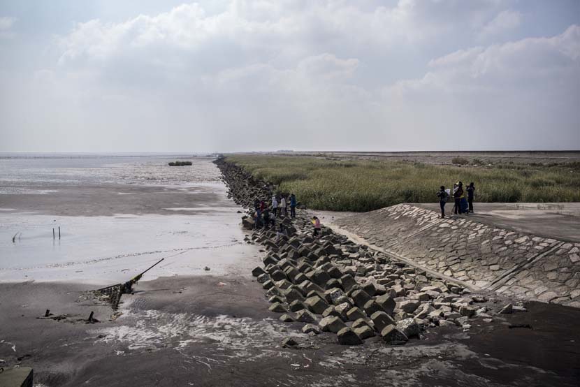 Wildlife experts and volunteers guide a group of bird-watchers on a tour of the coastal wetlands near Nanhui, Shanghai, Oct. 28, 2017. Xiao Shibai/Greenpeace for Sixth Tone