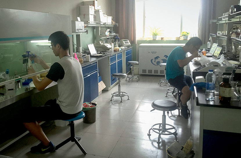 Students in Han Chunyu’s laboratory at Hebei University of Science and Technology, Shijiazhuang, Hebei province, Aug. 11, 2016. The student on the right is seen eating near lab equipment, while the student on the left works without gloves. Zhou Chen/Caixin/VCG