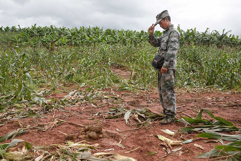 A surveyor inspects the feces left by a group of wild elephants on the trampled corn field in Jiangcheng County, Yunnan province, June 24, 2014. VCG