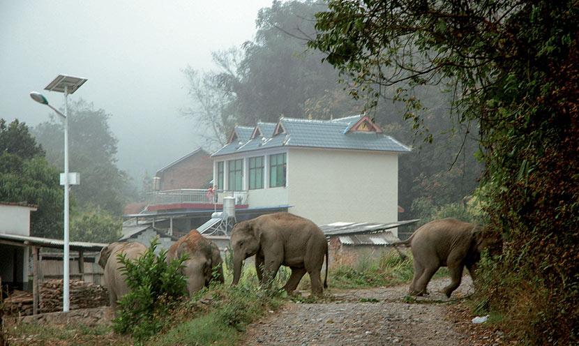 A group of elephants walk into a village in Xishuangbanna Dai Autonomous Prefecture, Yunnan province, Feb. 16, 2013. Dai Zhenhua/VCG