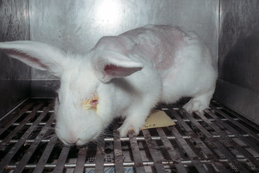 A rabbit that has gone through tests in an animal testing lab, 2007. Courtesy of PETA