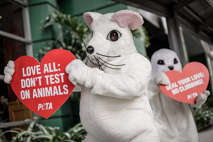 Animal rights advocates from PETA dressed as a rat and a seal hold up signs during a demonstration in Makati, Philippines, Feb. 13, 2017. Mark R. Cristino/EPA/IC