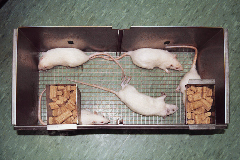 Rats in the middle of animal testing, 2008. Courtesy of PETA