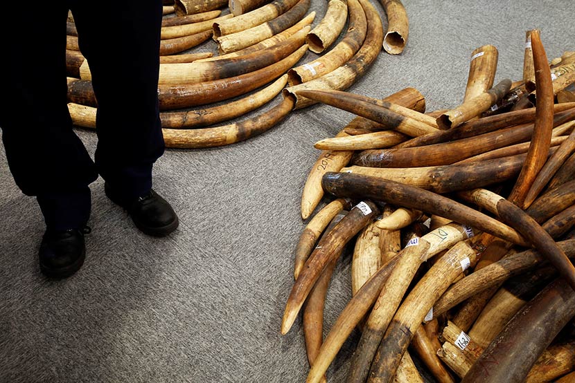 A Hong Kong customs officer stands beside seized ivory tusks at a news conference in Hong Kong, July 6, 2017. Bobby Yip/VCG