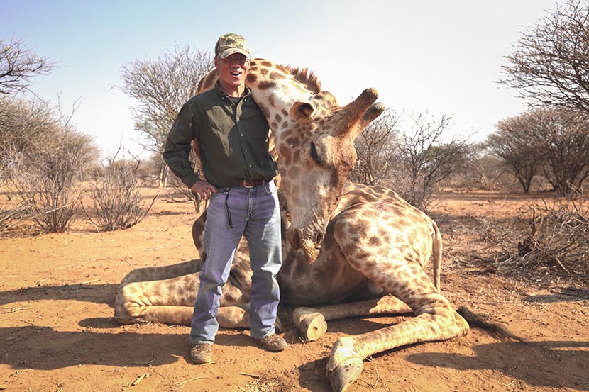 Wang Wei poses with a hunted giraffe in Namibia, Aug. 16, 2016. Courtesy of Zheng’an Safari Club