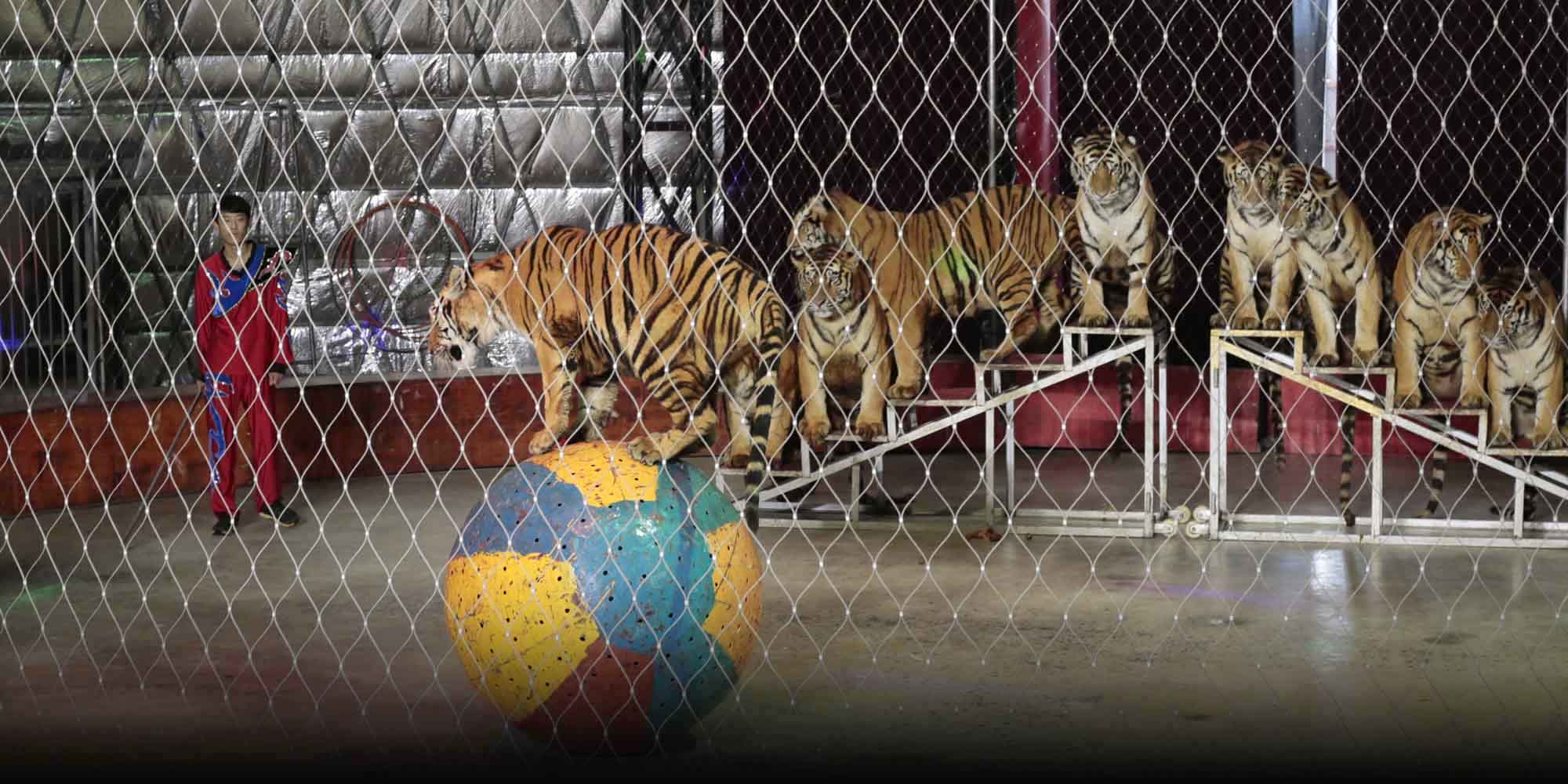 circus animals cruelty