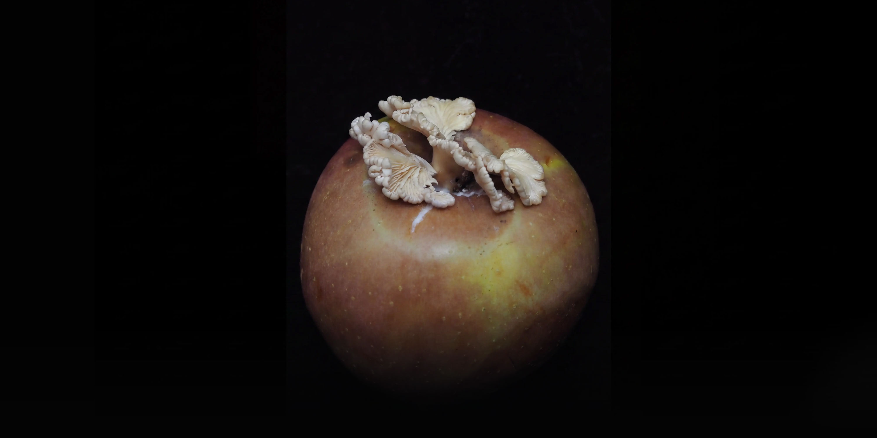 How a Rotten Apple Brought China’s Internet Into a Mushroom Lab