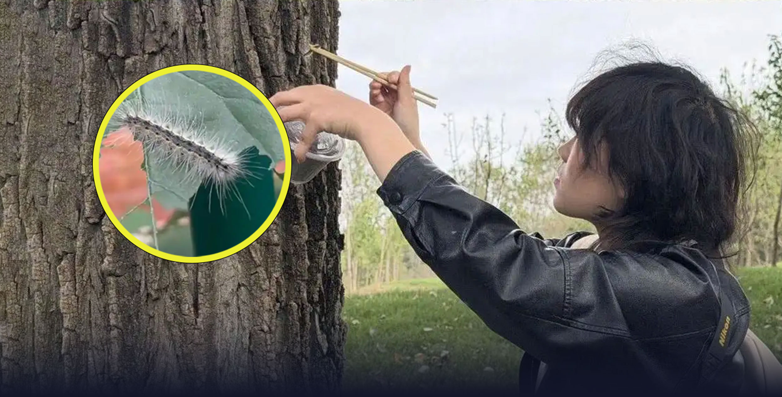 Bug Bounty: Beijing Park Recruits Visitors Against Invasive Moth