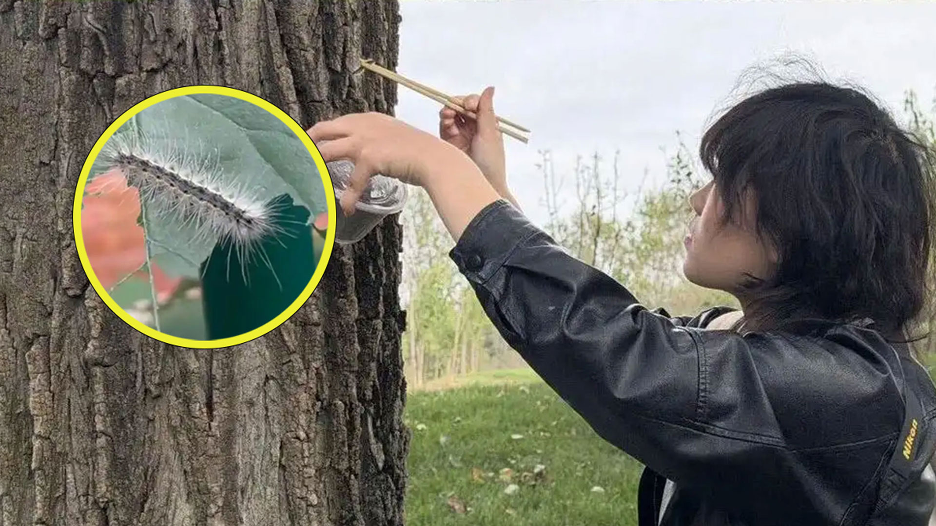 Bug Bounty: Beijing Park Recruits Visitors Against Invasive Moth