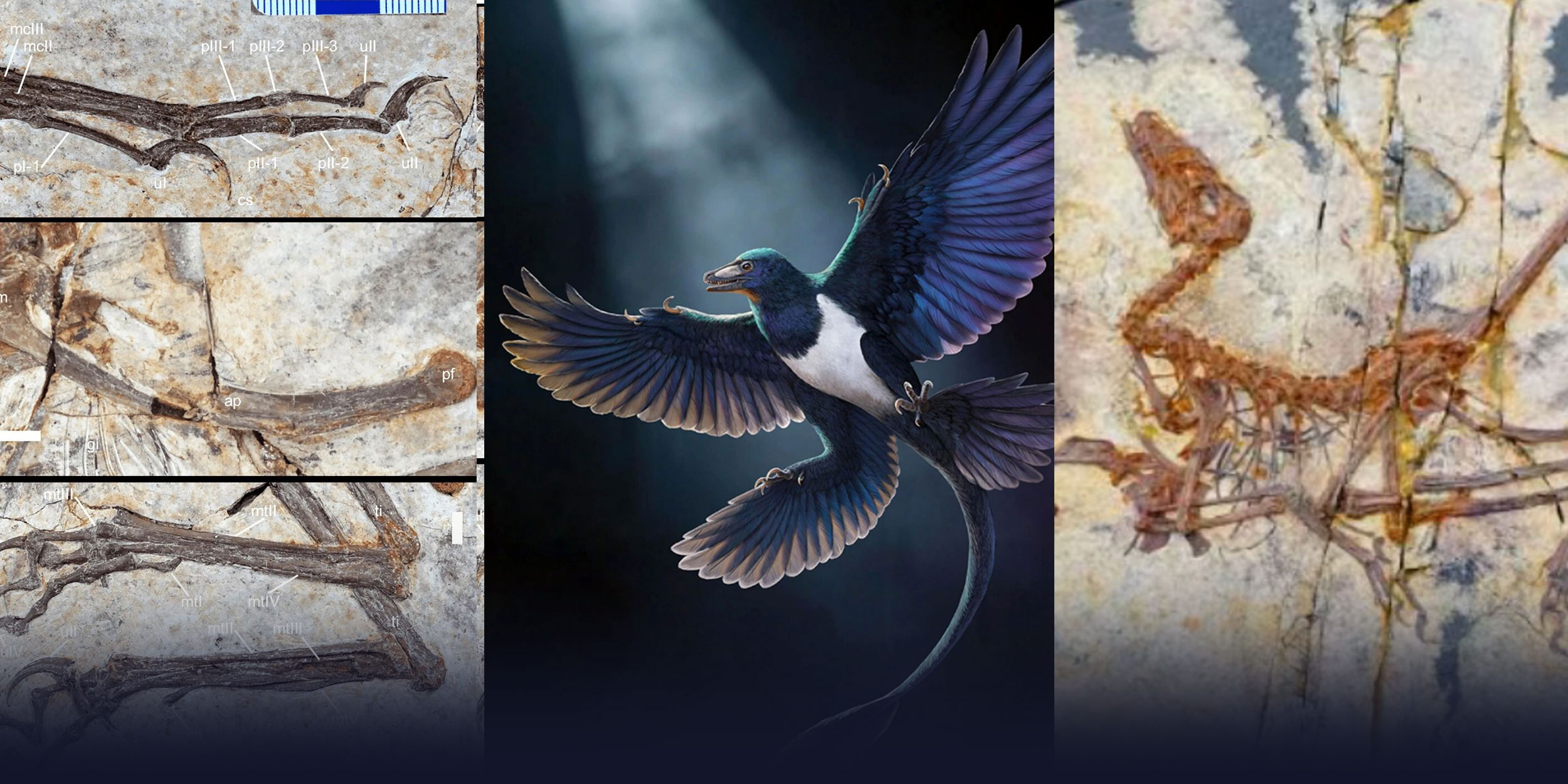 Feathered Dinosaur From China Points to Another Path to Flight