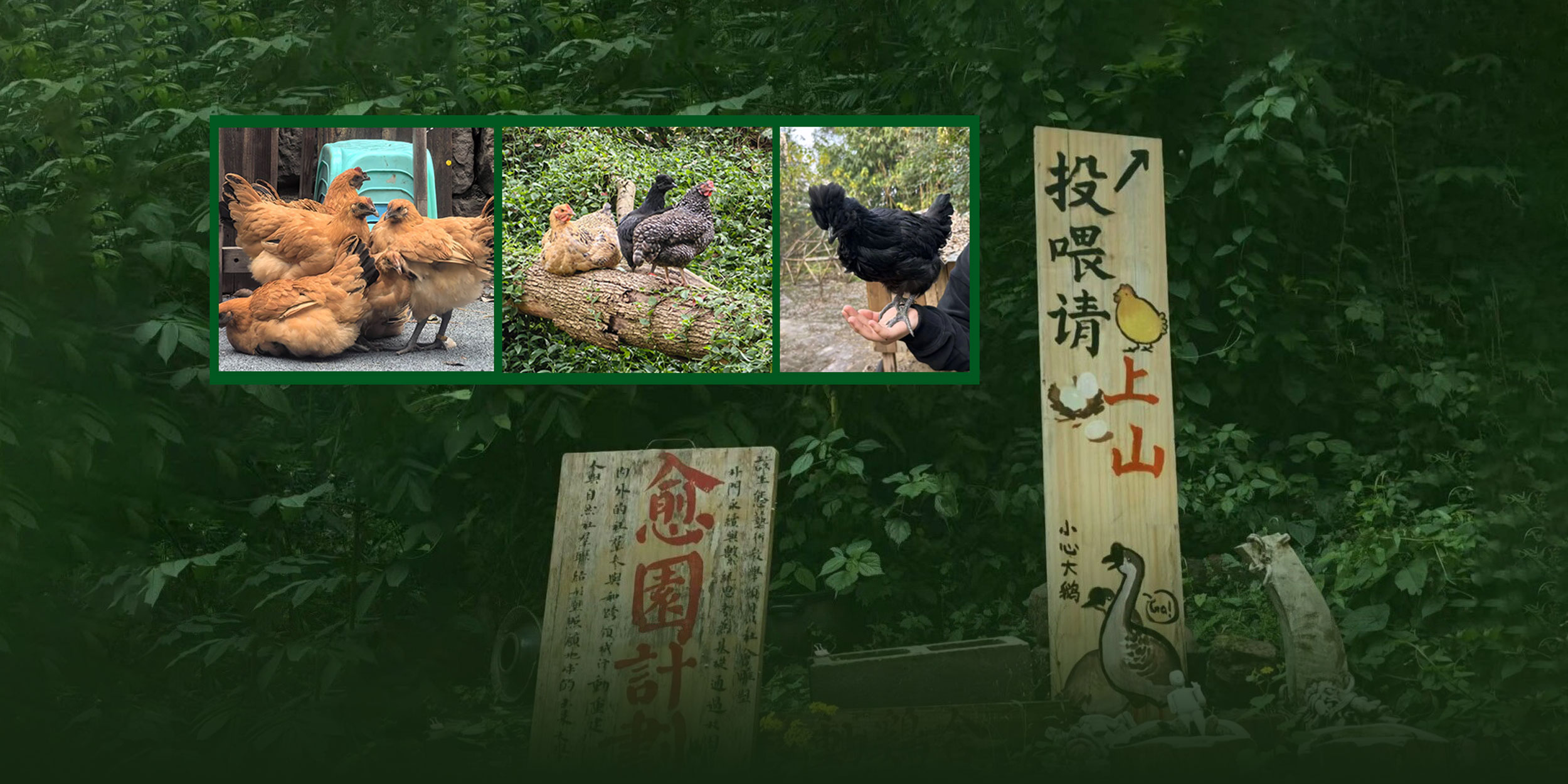 ‘Healing’ Chickens vs. Hungry Thieves: Art Students’ Project Ends in Tears