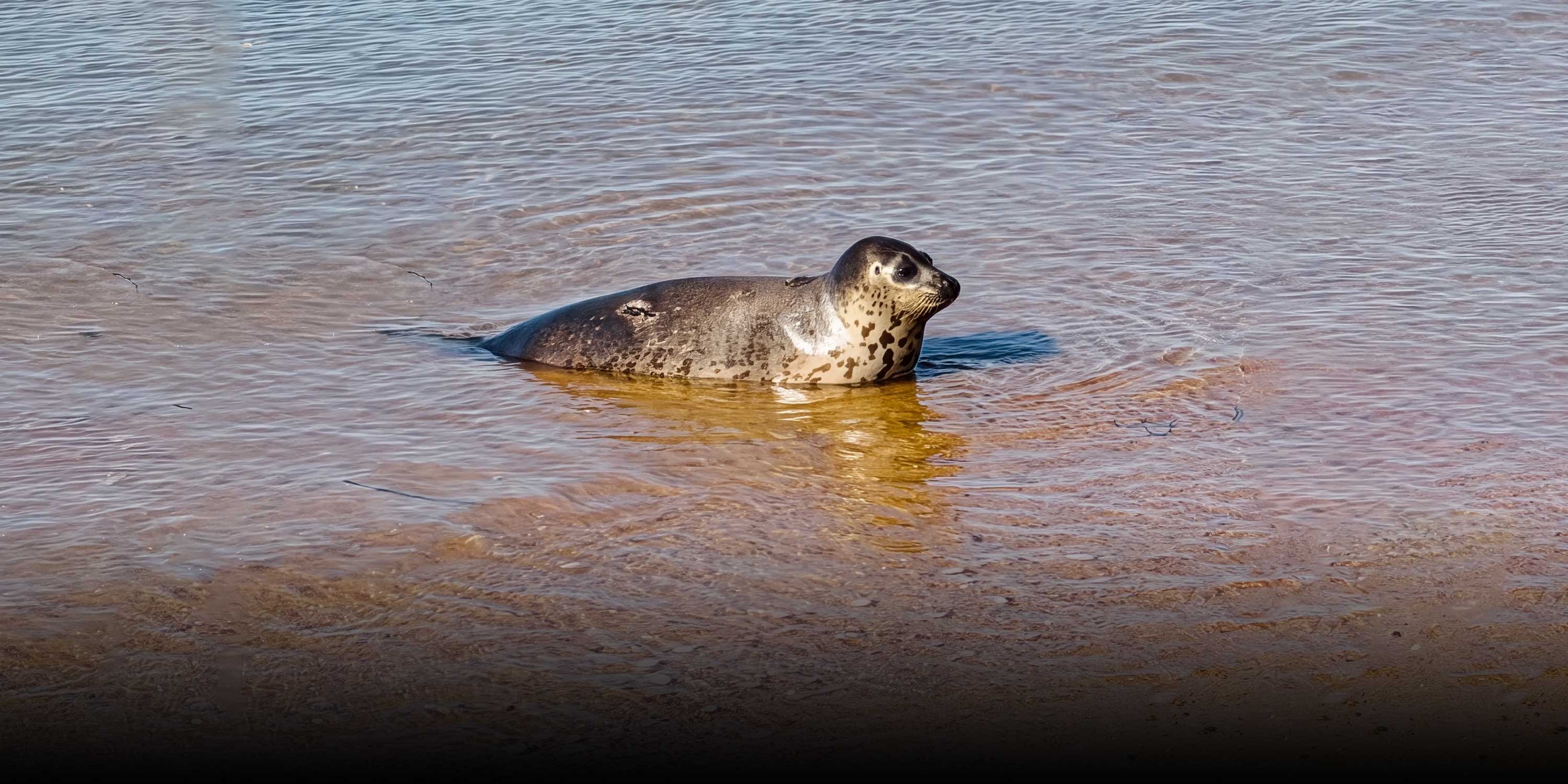 Rehab, Release, Repeat: Nana, the Seal Who Refuses to Return to the Wild