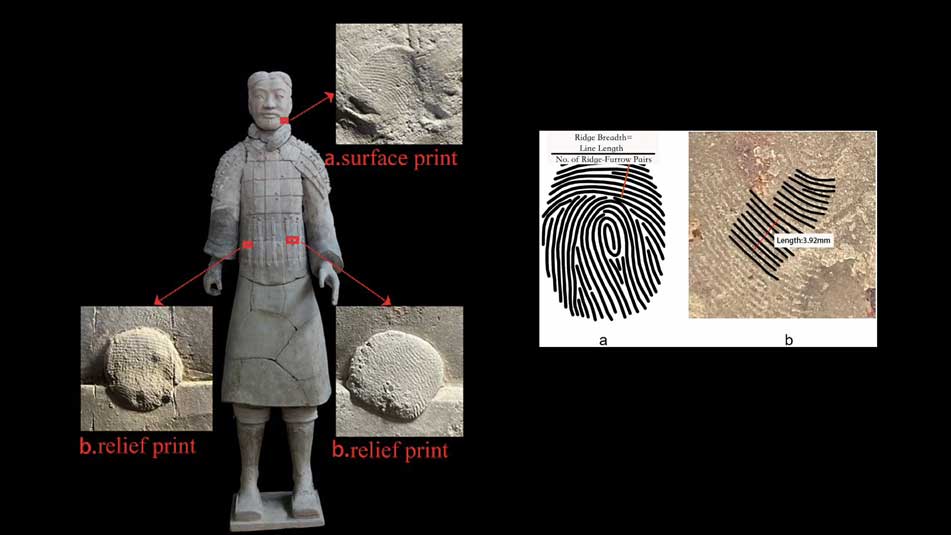 Women, Teens Helped Build Terra-Cotta Army, Chinese Study Says
