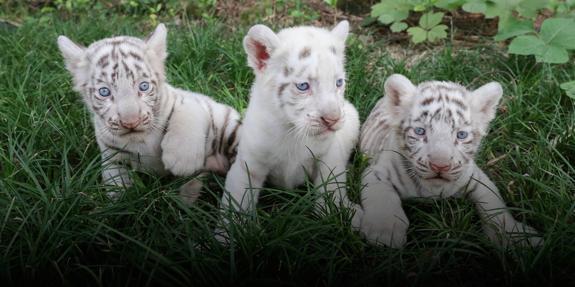 5 things to know about the white tiger