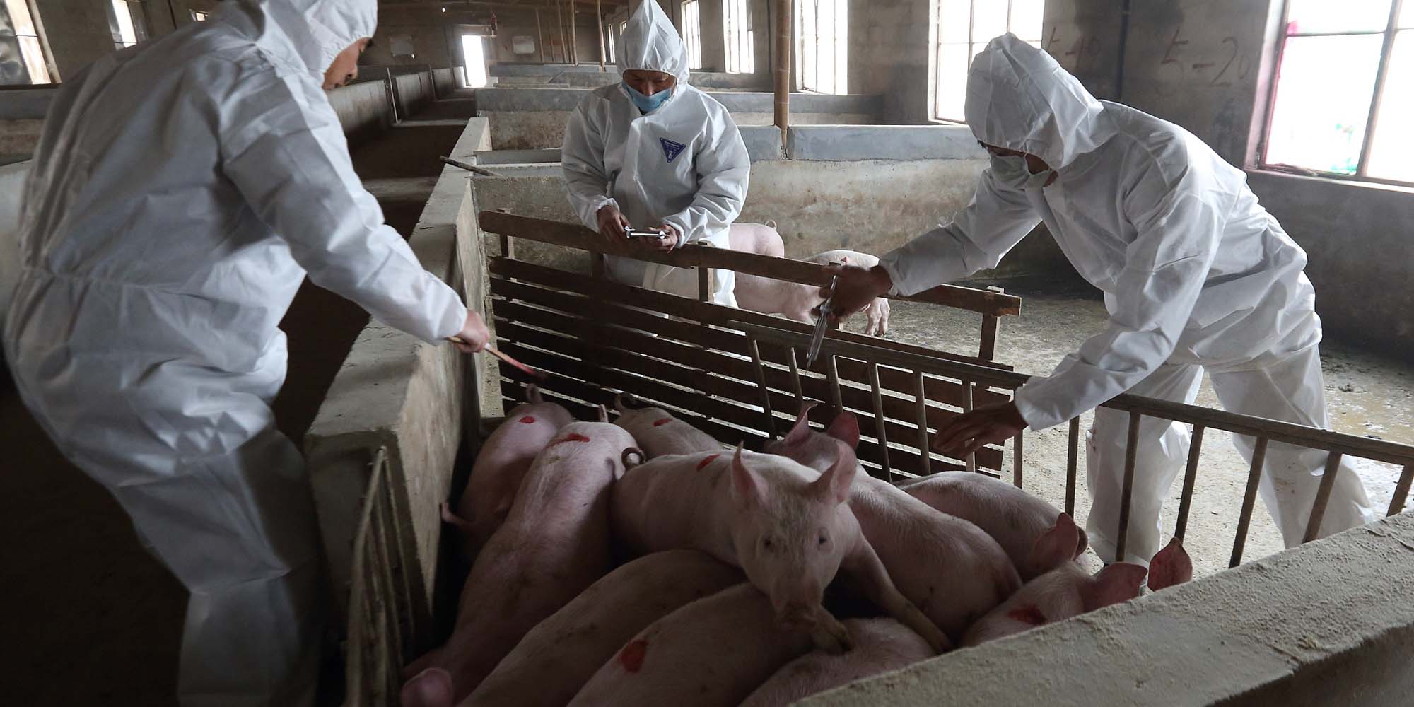 Guangdong Company’s Swine Fever ‘Vaccine’ Met With Skepticism