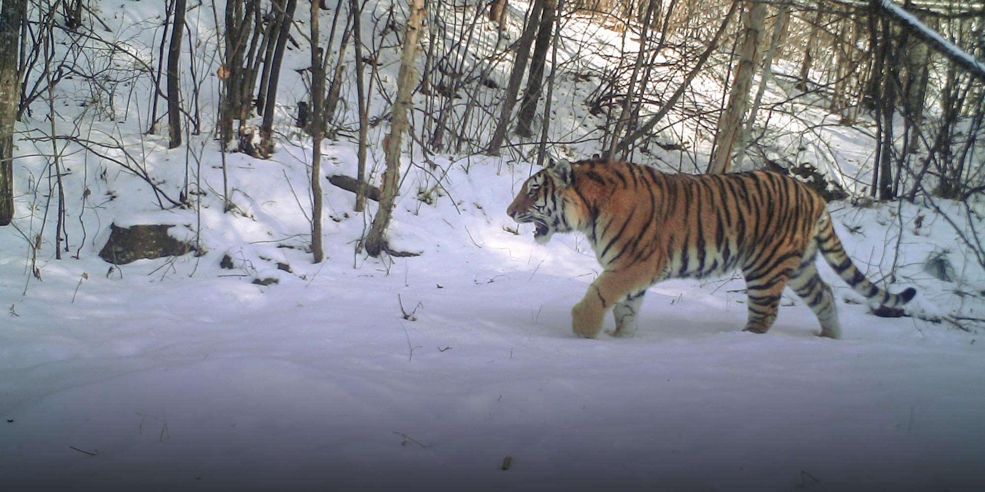 Sightings of Siberian tigers increase in Northeast China national park -  Global Times