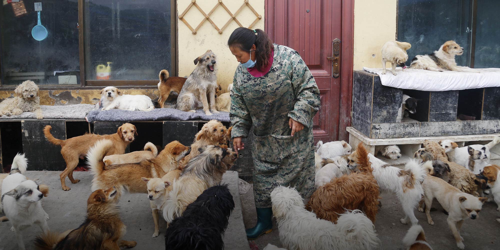Why China Needs a Law Against Animal Abuse