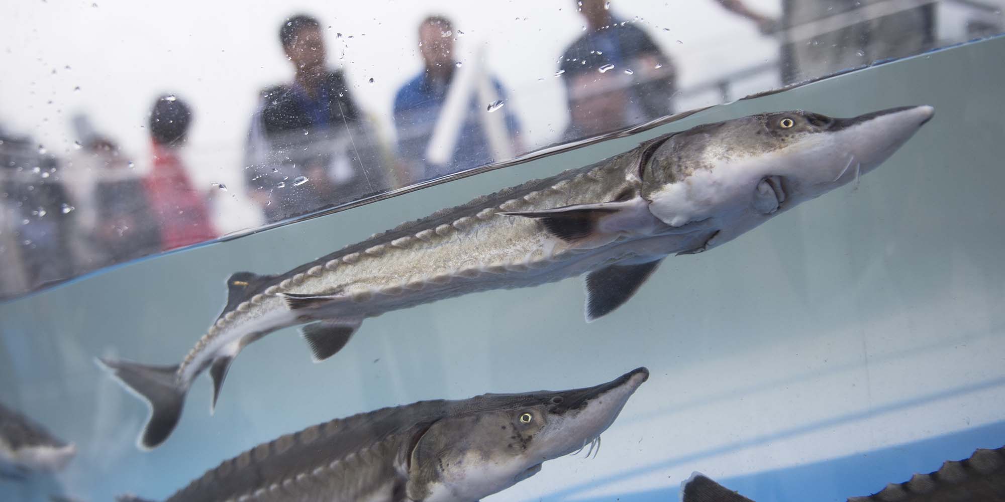 Can Shanghai's New Law Save the Endangered Chinese Sturgeon?