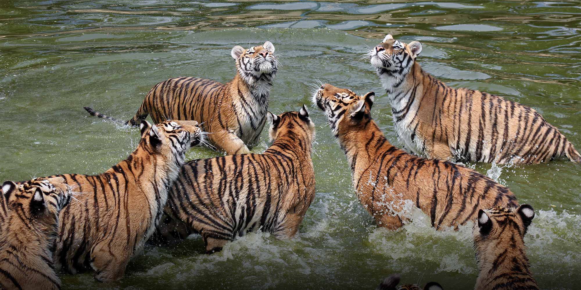 Royal Bengal Tiger  Tigers4Ever Giving wild tigers a wild future