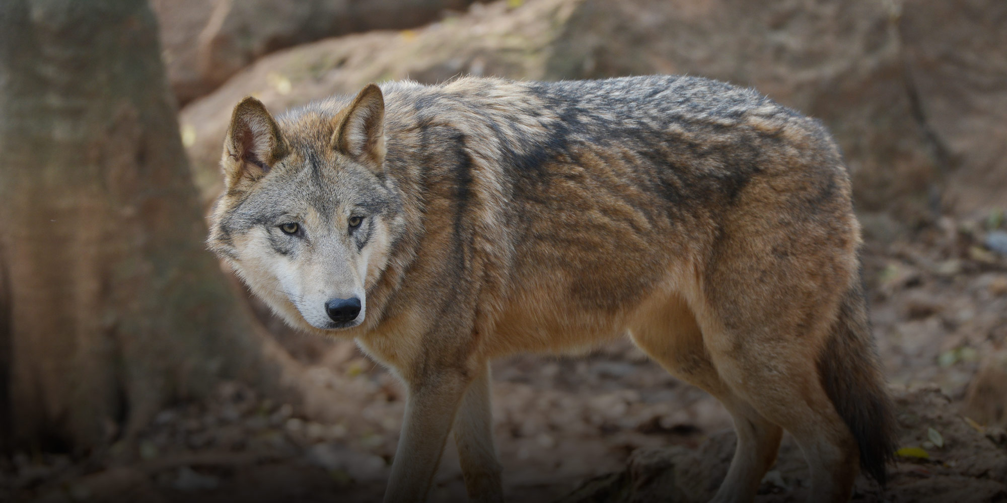 The Biggest Winners From China’s Protected Species List? Wolves.