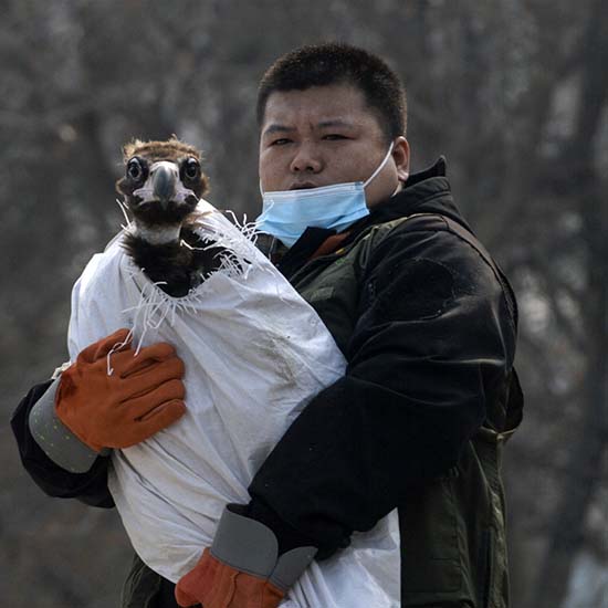 Injured Birds of Prey Rescued by IFAW