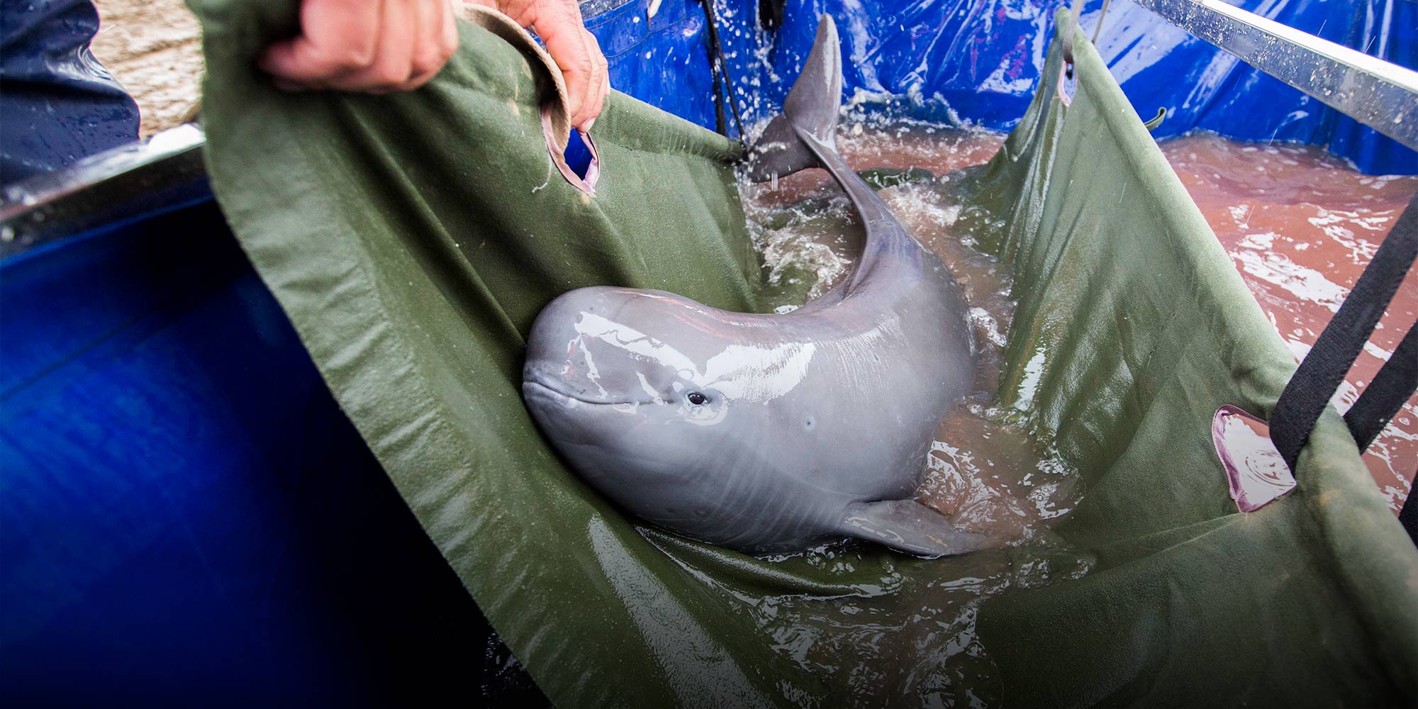 Four Research Porpoises Only