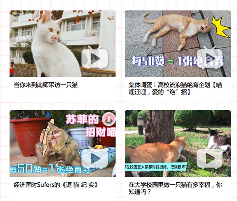 A screenshot from Bilibili.com shows the videos uploaded by students on helping stray animals.