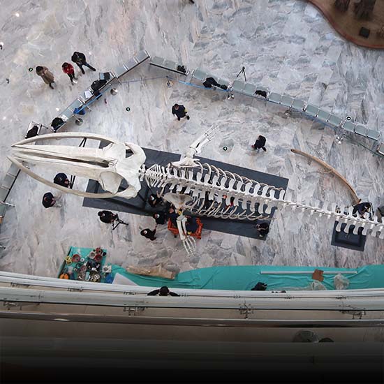 china-s-longest-fin-whale-specimen